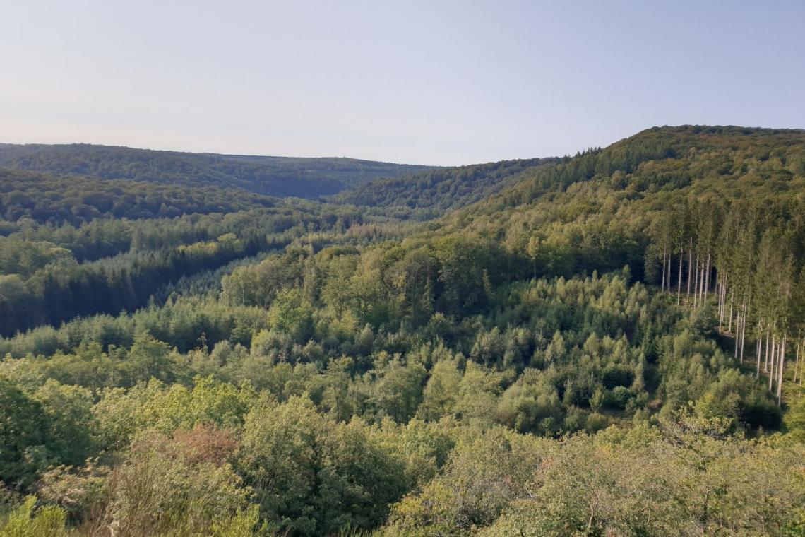 Passerelle Maria | Forêt subnaturelle | Belvédère | Habitat