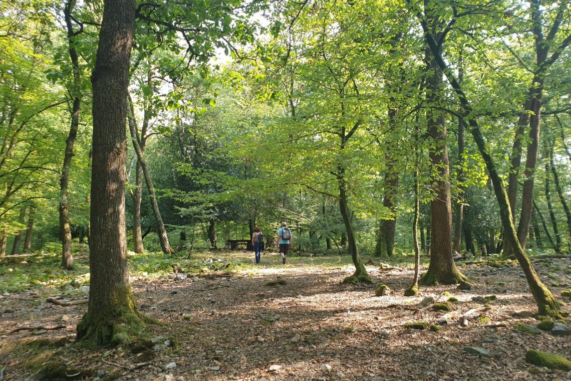 Passerelle Maria | Forêt subnaturelle | Belvédère | Habitat