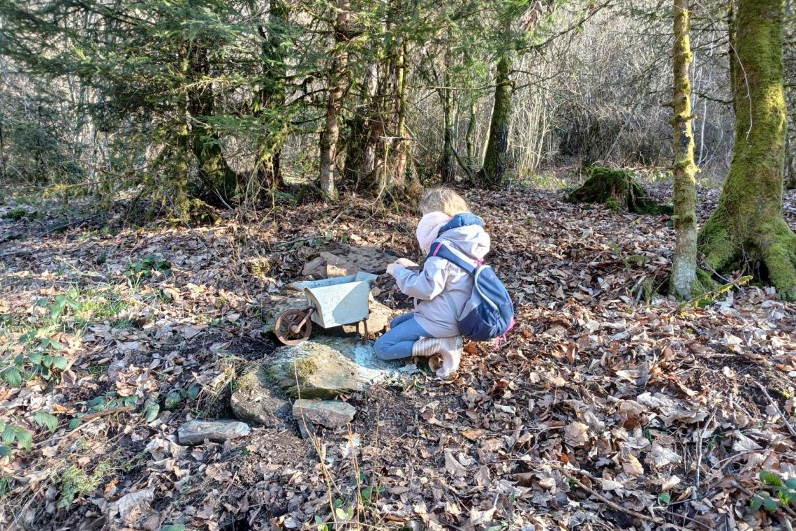 Bois des Nutons, Our, Paliseul, ardenne meridionale