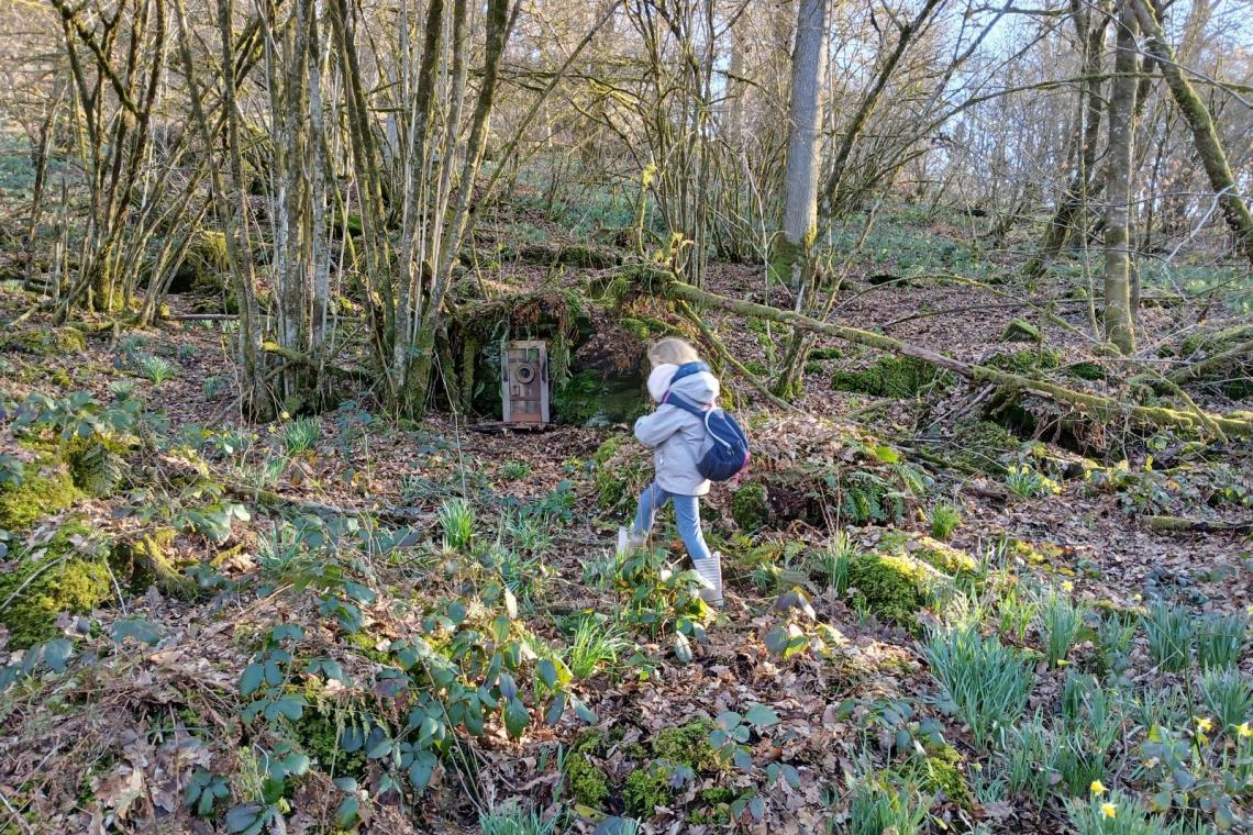 Bois des Nutons, Our, Paliseul, ardenne meridionale