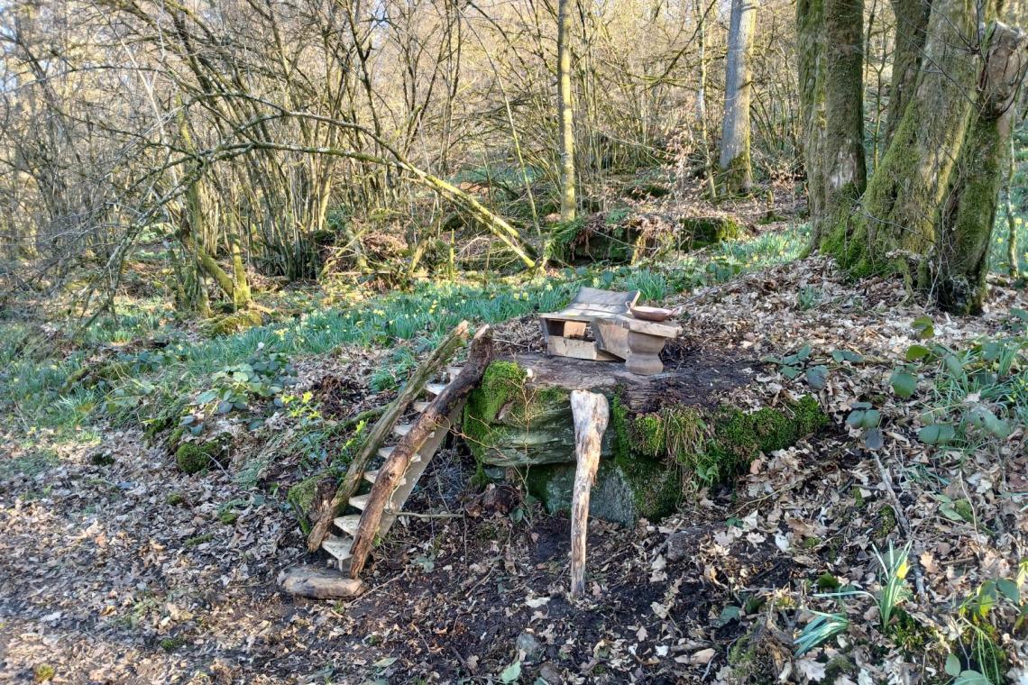 Bois des Nutons, Our, Paliseul, ardenne meridionale