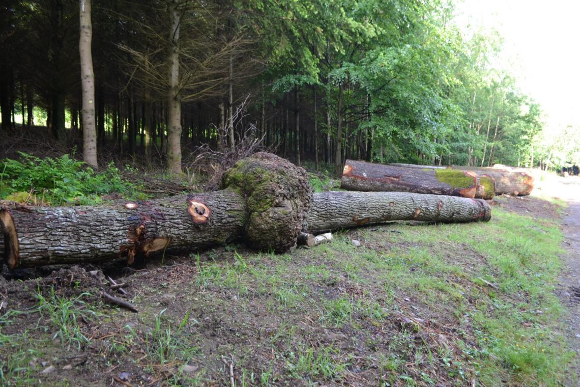 GAL Ardenne Méridionale - Projet Forêt - Filière Bois - Sylviculture