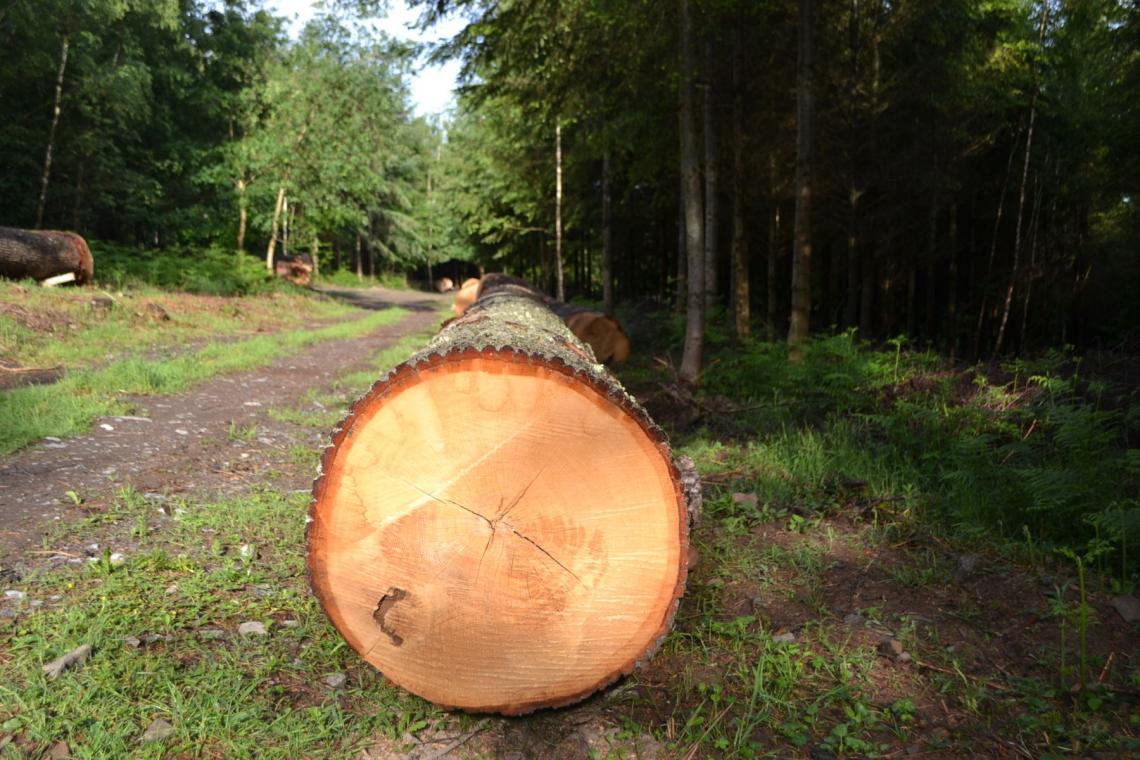 GAL Ardenne Méridionale - Projet Forêt - Filière Bois - Sylviculture