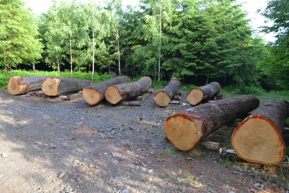 GAL Ardenne Méridionale - Projet Forêt - Filière Bois - Sylviculture