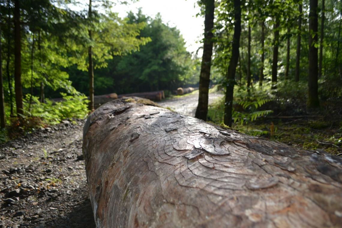 GAL Ardenne Méridionale - Projet Forêt - Filière Bois - Sylviculture