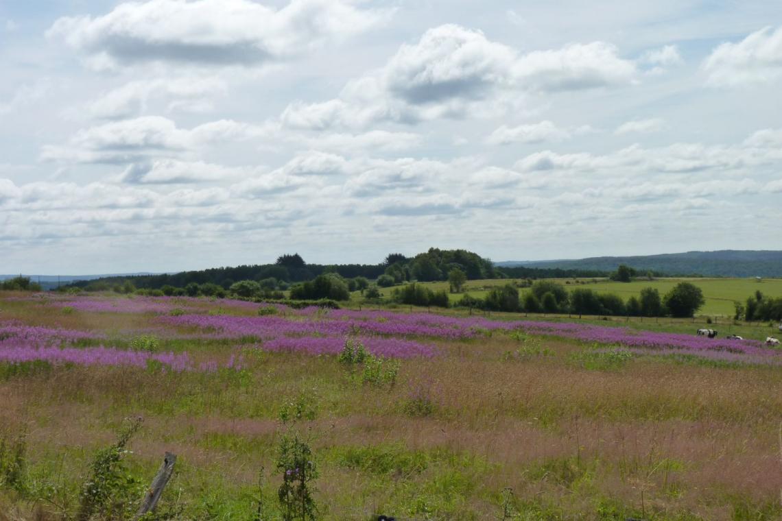 Arrêts Verts, randonnée, itinéraire, gare, sncb, Ardenne méridionale, Parc naturel, zéro carbone