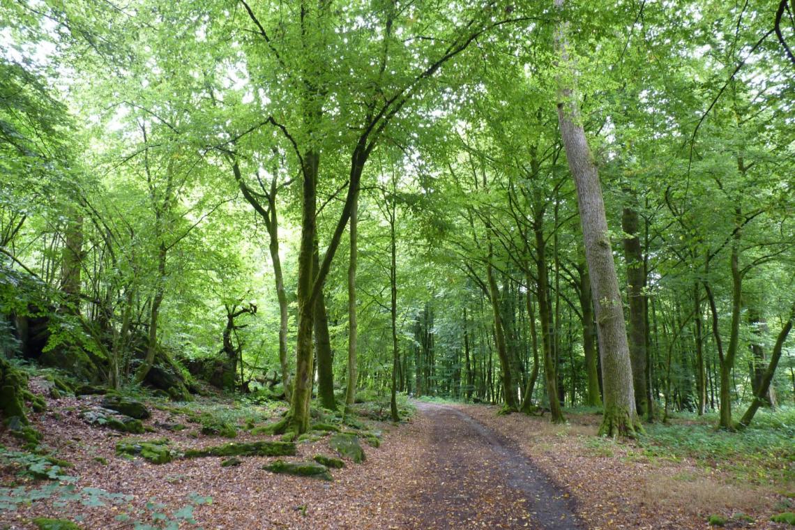 Parc naturel de l'Ardenne méridionale, Tourisme, zéro carbonne, randonnée, Arrêts Verts