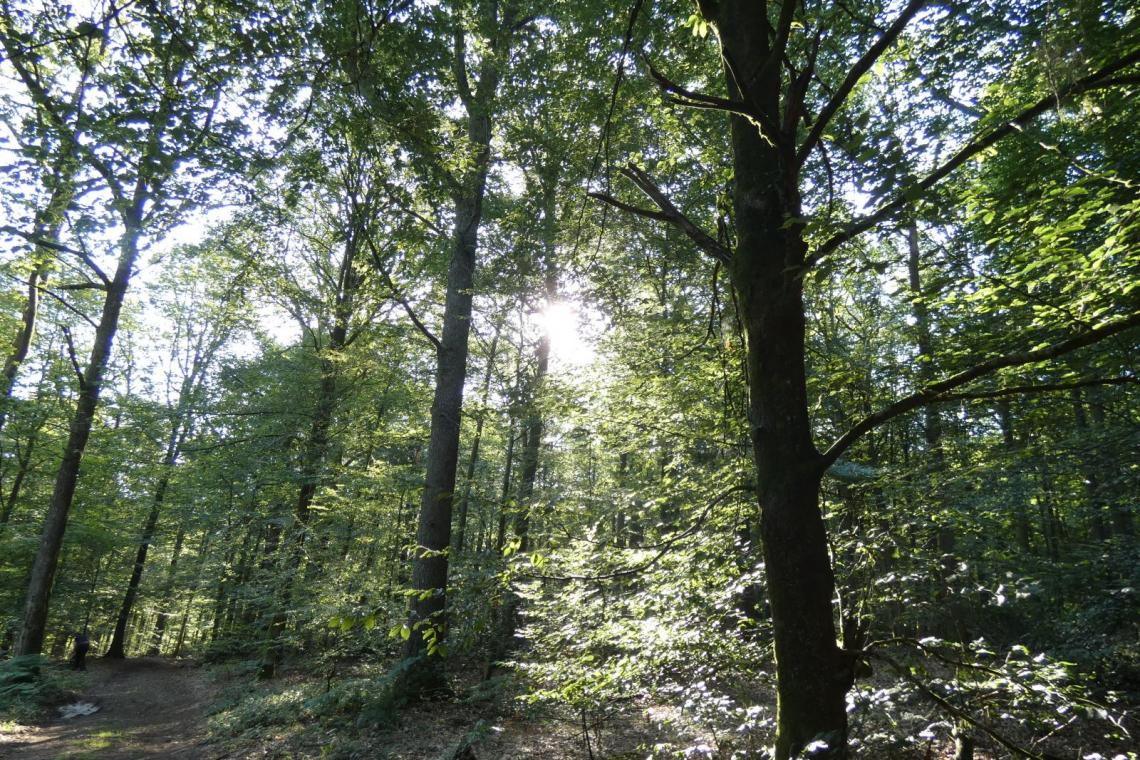 Tests terrain pour les rando de gare en gare - Parc naturel de l'Ardenne Méridionale