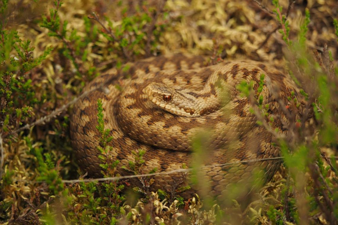 © F. Gouverneur, O. Dugaillez, PNAM/ T. Meunier