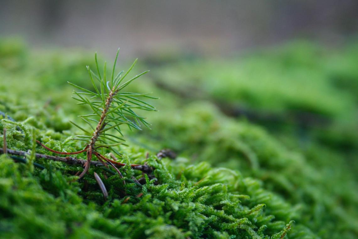 GAL Ardenne Méridionale - Projet Forêt - Filière Bois - Sylviculture