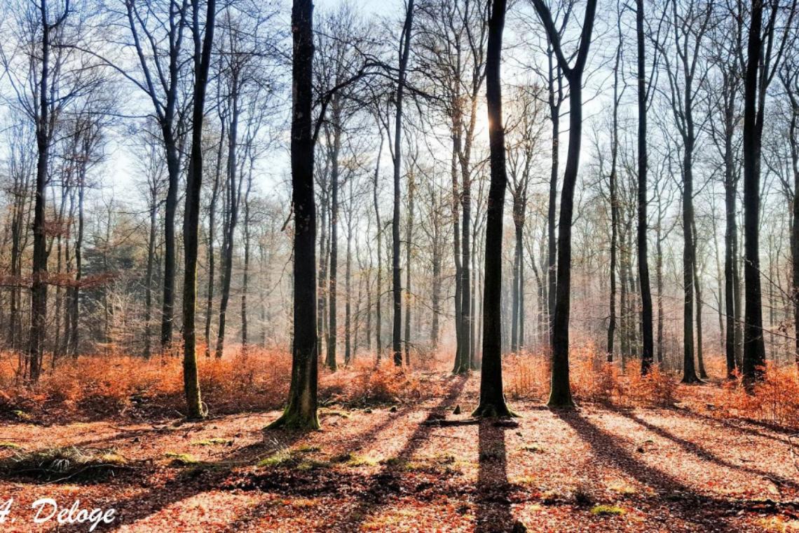 GAL Ardenne Méridionale - Projet Forêt - Filière Bois - Sylviculture