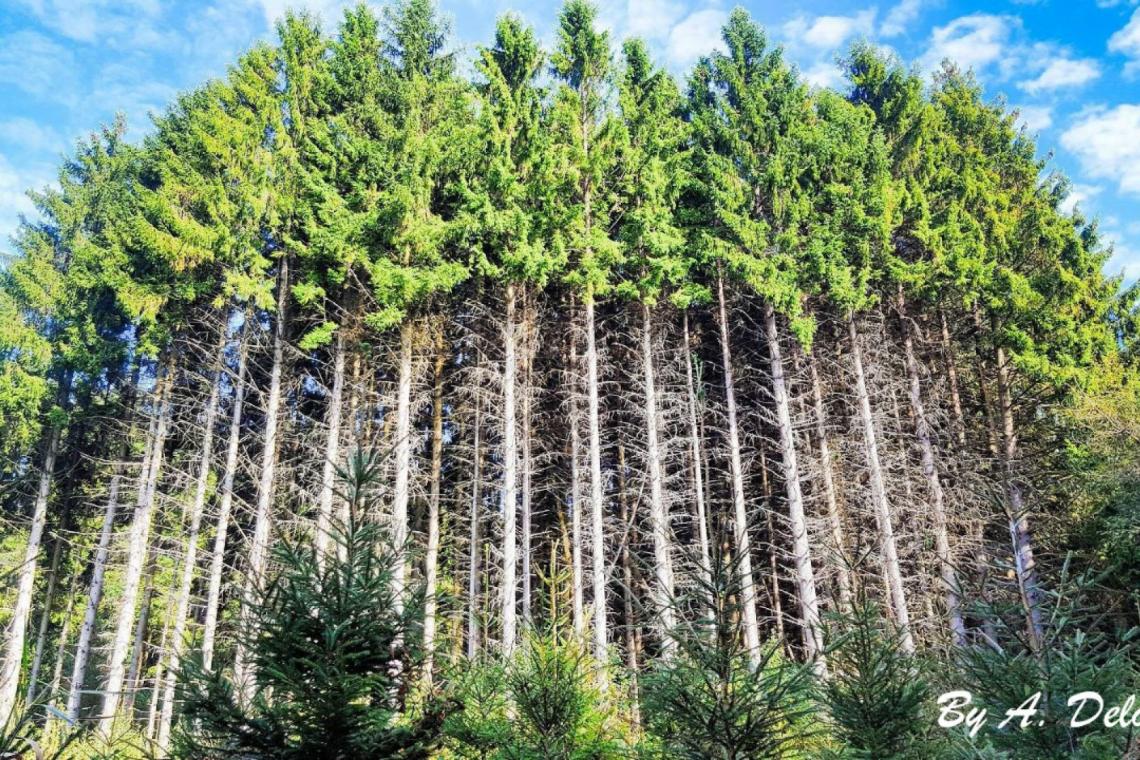 GAL Ardenne Méridionale - Projet Forêt - Filière Bois - Sylviculture