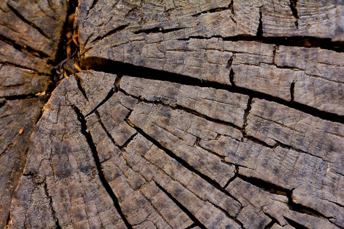 GAL Ardenne Méridionale - Projet Forêt - Filière Bois - Sylviculture