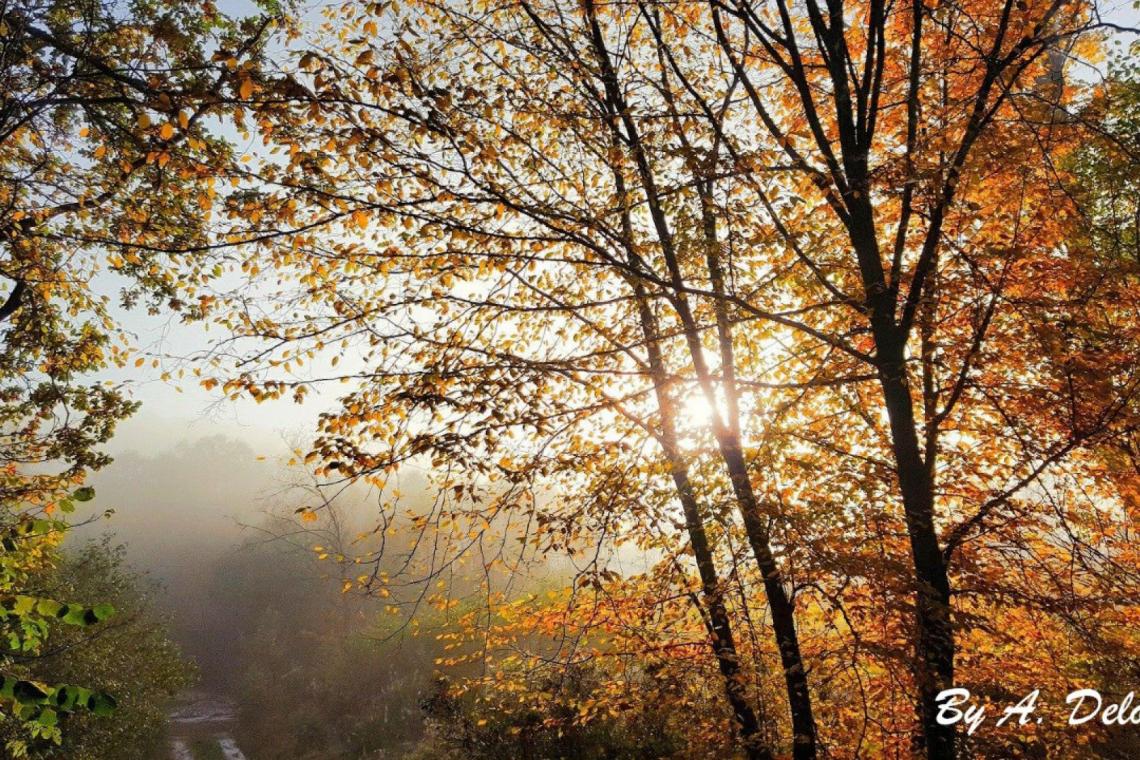 GAL Ardenne Méridionale - Projet Forêt - Filière Bois - Sylviculture