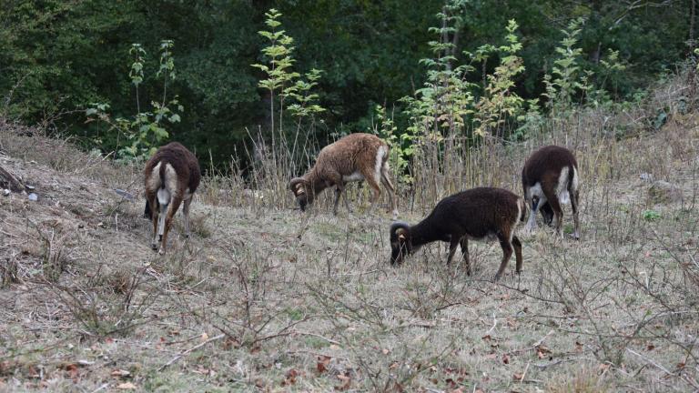  - Parc naturel de l'Ardenne Méridionale