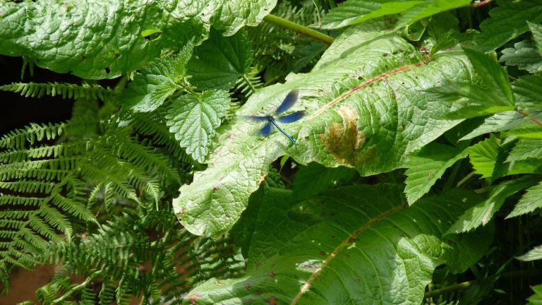  - Parc naturel de l'Ardenne Méridionale