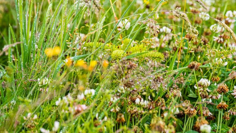  - Parc naturel de l'Ardenne Méridionale