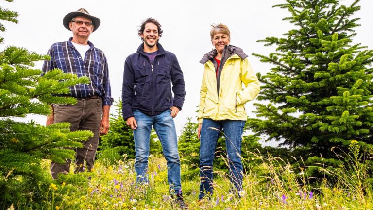 Sapin, sapin de Noël, gestion différenciée, sans pesticide, biodiversité, insectes, coccinelle, bandes fleuries, Ardenne, Ardenne méridionale, reportage, RwDR