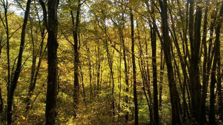  - Parc naturel de l'Ardenne Méridionale