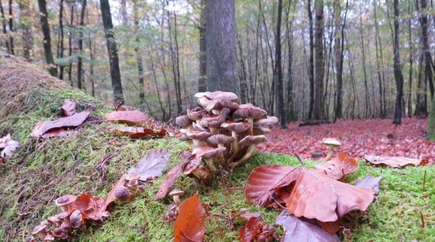 Le trésor de la forêt