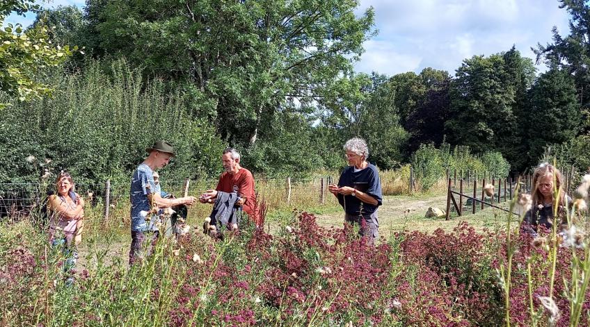 Découverte des plantes sauvages comestibles