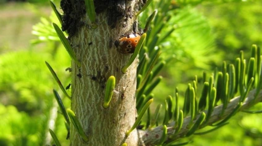 Renforcement de l’équilibre naturel - Favoriser la prÃ©sence de prÃ©dateurs des ravageurs de la culture du sapin - Publications Parc Naturel Ardenne Meridionale