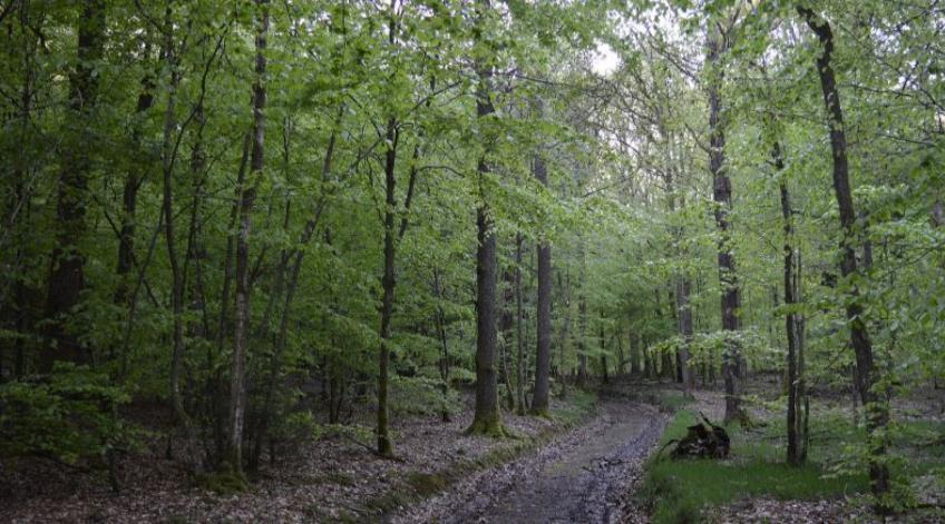 Initiation au bain de forêt