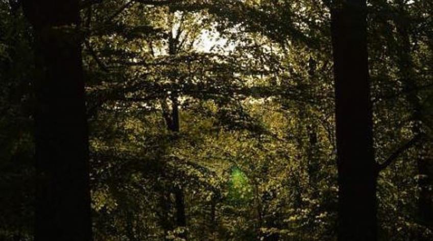 Marche nocturne en forêt