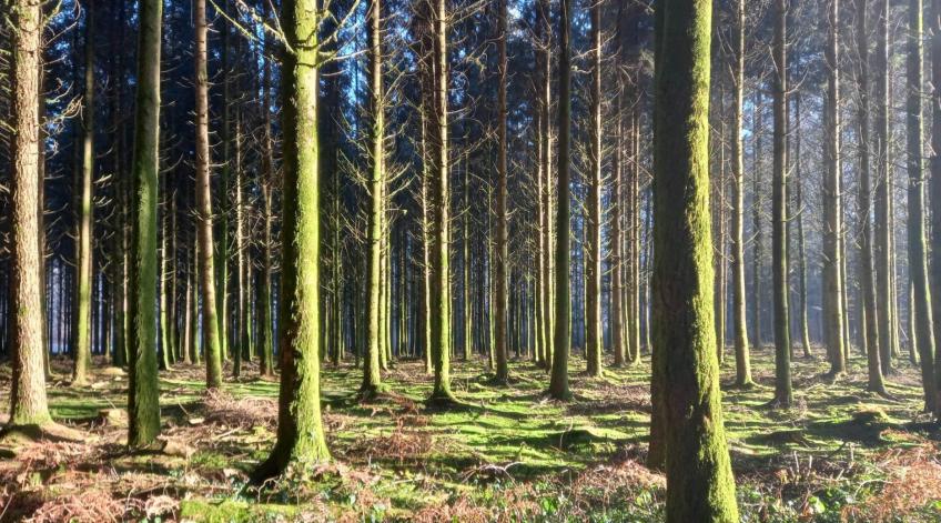 Journée Internationale des Forêts