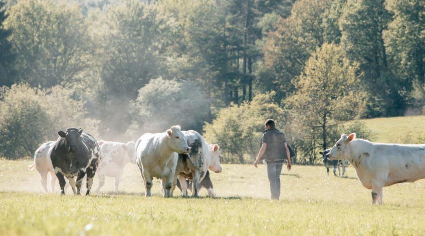 CoFArMe - La CoopÃ©rative fermiÃšre d'Ardenne mÃ©ridionale : une filiÃšre viande plus transparente - Publications Parc Naturel Ardenne Meridionale