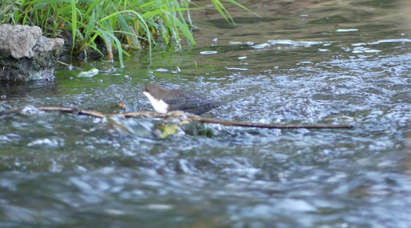 Préserver l'habitat du cincle plongeur - Installation de nichoirs pour cette espÃšce emblÃ©matique de nos riviÃšres - Publications Parc Naturel Ardenne Meridionale