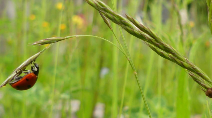 Soutiens techniques aux jardins collectifs du territoire - AmÃ©nager les espaces pour favoriser la biodiversitÃ© - Publications Parc Naturel Ardenne Meridionale