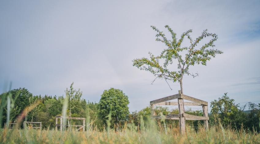 Préserver et reconstruire le maillage écologique - (Re)crÃ©er et restaurer les Ã©cosystÃšmes vergers - Publications Parc Naturel Ardenne Meridionale