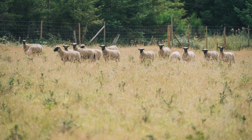 Essais zéro herbicides - DÃ©veloppement de parcelles d'essais en collaboration avec les producteurs - Publications Parc Naturel Ardenne Meridionale