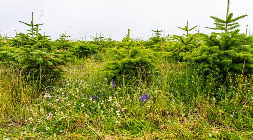 Sapins de Noël en gestion différenciée - Des modes de production plus respectueux de lâenvironnement - Publications Parc Naturel Ardenne Meridionale