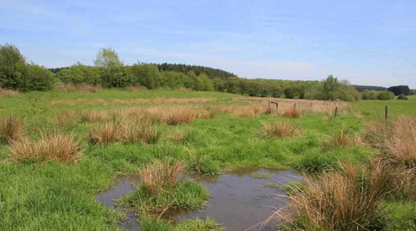 Les zones humides -  - Publications Parc Naturel Ardenne Meridionale