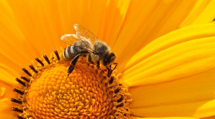 Atelier et conférence sur les abeilles