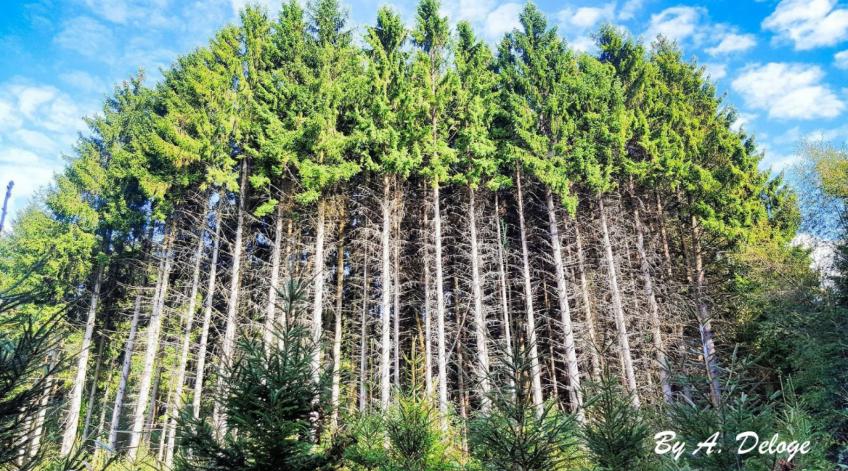 Faire connaître et comprendre les rôles de la forêt - Sensibiliser le grand public et les acteurs du territoire - Publications Parc Naturel Ardenne Meridionale