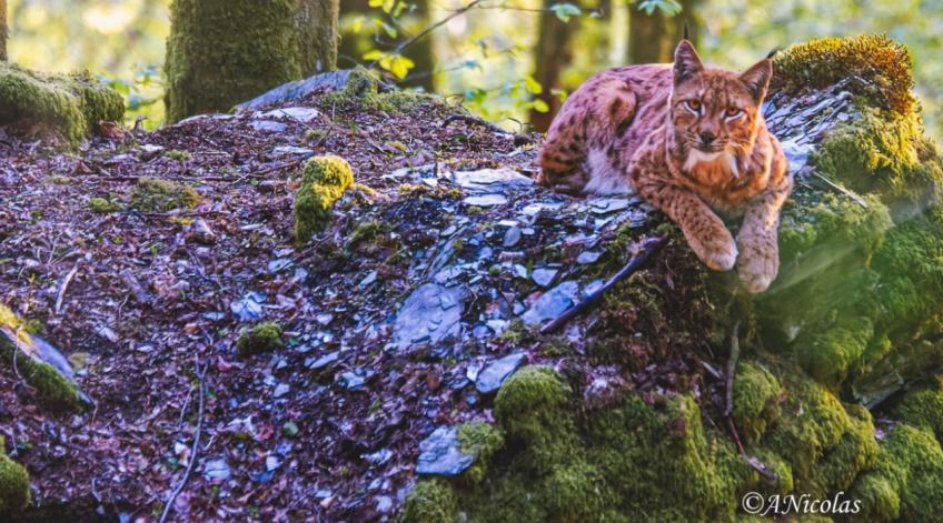 Le retour du Lynx dans la Vallée de la Semois