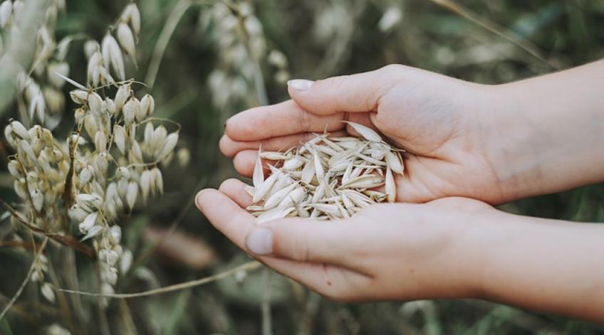 La récolte des graines au potager, comment et pourquoi ?