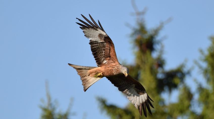 Des perchoirs à rapaces